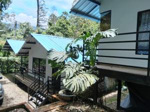 a house with a plant growing out of it at Cabañas Bosque Encanto - Jacuzzi in San Francisco