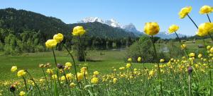 a field of yellow flowers with mountains in the background at Ferienwohnung HERZOGSTAND in Krün