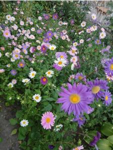 a bunch of purple and white flowers in a garden at Elite Guest House in Goris +11 photos