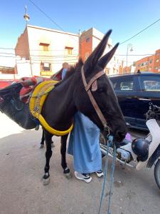 a person standing next to a donkey next to a motorcycle at اميزميز in Amizmiz