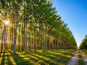 a row of trees lining a dirt road at Swan Apartman in Sándorfalva +5 photos