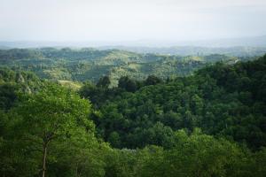 a view of a forest of green trees at OPG Kuzmanović in Goljak +40 photos