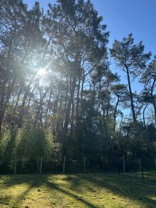 a field with the sun shining through trees at Chambre spacieuse et moderne in Sallertaine