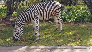 a zebra grazing on the grass in a field at eagle hights in Tierpoort
