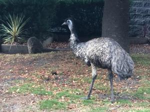 a bird standing in the grass near a tree at Kookaburra Retreat in Halls Gap