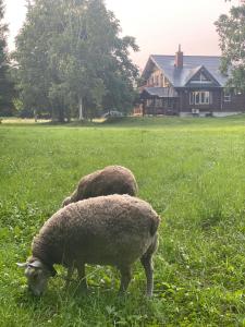 two sheep grazing in the grass in a field at Yubari Forest Farm BandB in Yubari +10 photos