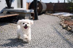 a small white dog running on a sidewalk at ZABOCON Yoichi Villa in Yoichi