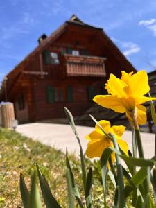 a yellow flower in front of a house at HolidayHouse Mahova koča in Zreče