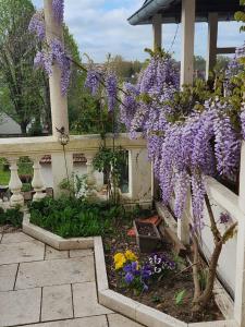 a garden with purple flowers hanging from a building at Les Chambres du Faubourg in Montrichard