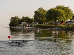 a group of ducks swimming in the water at DCU-Camping Åbyskov Strand in Åbyskov +7 photos