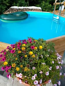 a pot of flowers next to a swimming pool at Ferienhof Leuner Sandro in Bad Schandau