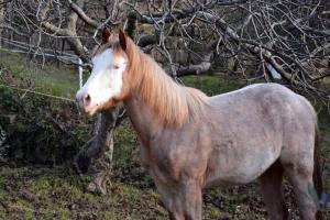 a brown and white horse standing next to a tree at Anima Gea Experience in Muggia