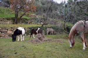 a group of horses and a horse grazing in a field at Anima Gea Experience in Muggia