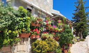 a bunch of potted plants on the side of a building at Kyperounta Troodos Mountain House! in Kyperounda +69 photos