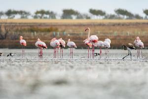 a group of pink flamingos standing in the water at El rincón del pintor in Villacañas