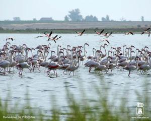 a large flock of birds standing in the water at El rincón del pintor in Villacañas +7 photos