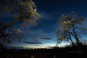 Zwei Bäume bei Nacht vor dem Himmel in der Unterkunft Wiesenbett unterm Nachthimmel in Regen