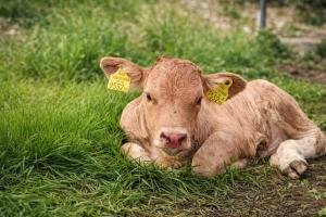 a brown cow laying in the grass with tags in its ears at Bio Hof Bichler in Mariazell