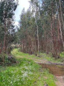 a dirt road through a forest next to a river at The Cottage Guest House in Vale Coelho
