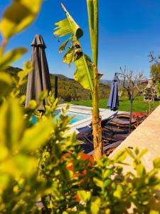 a pool with two umbrellas and a palm tree at Casa Tone in Grdoselo