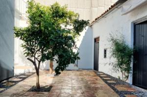 a tree on a sidewalk next to a building at Fuentes de León in Fuentes de León