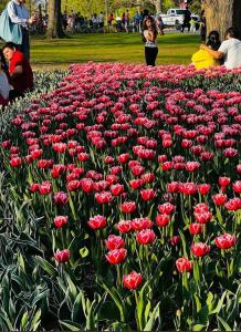 a field of red flowers in a park at Full Downtown Access-Central Location-Self Checkin in Toronto