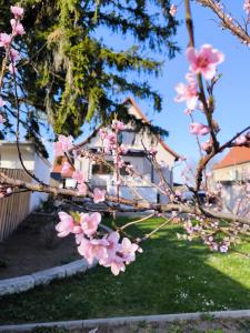 a tree with pink flowers in front of a house at Ferienhaus Isabel in Gernrode - Harz