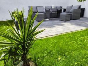 a plant in the grass next to a patio at Ferienhaus Isabel in Gernrode - Harz