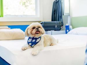 a small dog wearing a tie sitting on a bed at Ibis Budget Bilbao Arrigorriaga in Arrigorriaga
