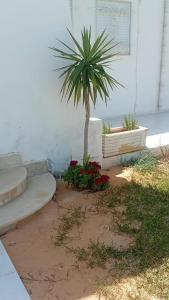 a palm tree and flowers in a courtyard at Villa privee Narjess grande piscine et jacuzzi in Taguermess