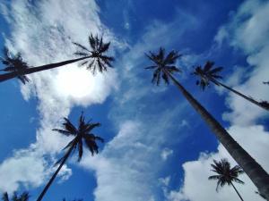 a group of palm trees against a blue sky at Casa Salento in Salento