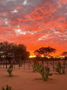 a sunset in the desert with a cactus at 4BFarming Rest camp and Camping in Naris