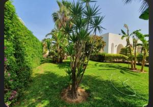 a palm tree in the middle of a yard at La Baïa Cozy in Sukrah