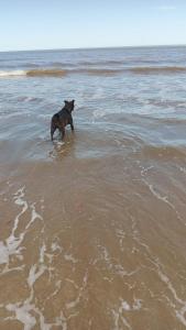 a dog standing in the water on the beach at Calma Home in San Luis