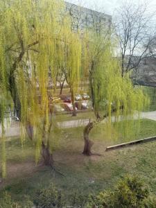 a group of weeping will trees in a park at Brzostek Apartamenty 1 in Warsaw