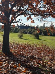 a tree with leaves on the ground next to a field at Le Val Cosy in Montlivault