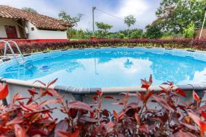 a swimming pool in a yard with a plant at El cantor Finca hotel in Quimbaya
