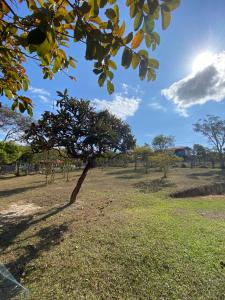 a tree in the middle of a field at Chalés Paradise - Casal in Serra do Cipo