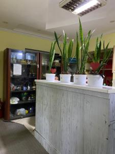 a counter with potted plants on top of it at Corps-A in Almaty