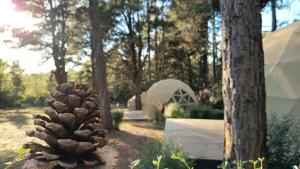 a pine cone sitting next to a tree at Aires de Berna in Villa Berna
