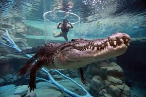 a man taking a picture of an alligator in the water at Zen Marina Studio: bayview - shared pool - central in Larrakeyah