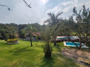 a palm tree in a yard with a swimming pool at La gloria hospedajes in Cuernavaca