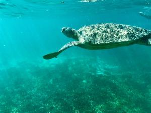 a green sea turtle swimming in the water at Komba on the Rocks in Nosy Komba