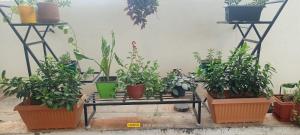 a bunch of potted plants sitting on a table at Theni hotel ramyas in Theni