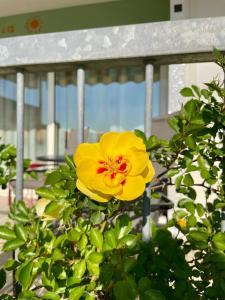 a yellow flower in front of a bench at Casa Le Campane sulla Via Francigena in Gambassi Terme +34 photos