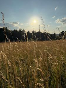 a field of tall grass with the sun in the background at Chata Monika in Frymburk