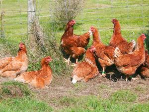 a group of brown chickens standing next to a fence at Lephin Cottage in Glendale