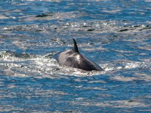 a dolphin swimming in a body of water at Lephin Cottage in Glendale +16 photos