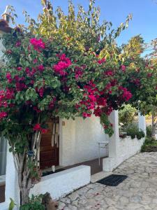 a bush of pink flowers on a building at Lugar das Andorinhas in Olhos de Água +39 photos