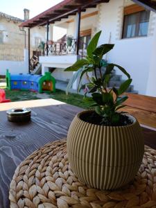 a plant in a vase sitting on a table at Rooster Retreat in Aridaia